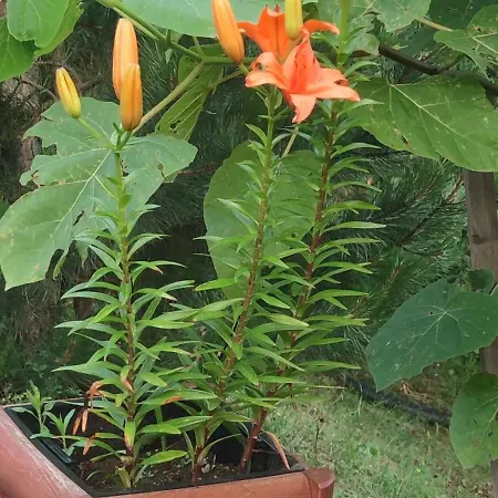 Villa Seoski Turizam Feniks - Ostrog *